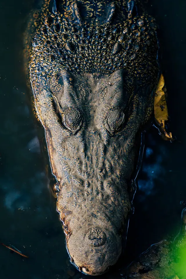 A crocodile at the water's edge, Sri Lanka