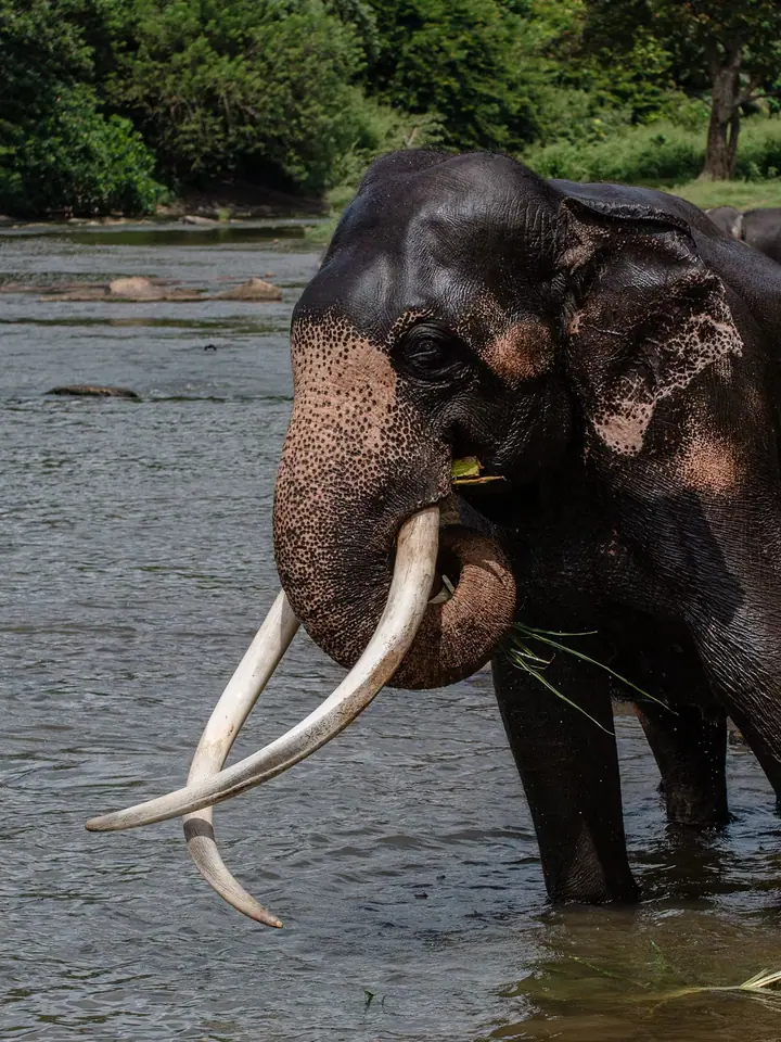 Wildlife tours in Sri Lanka