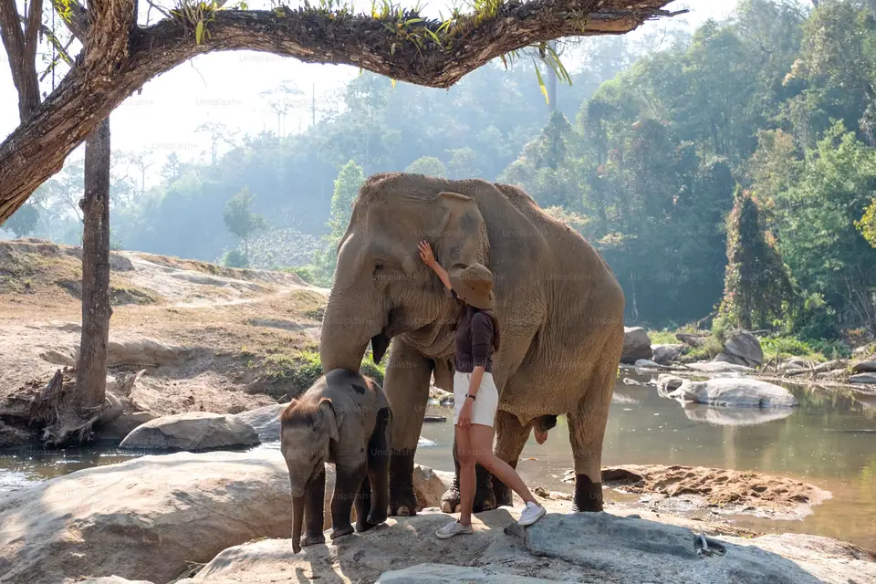 Elephants bathing in the river, Sri Lanka