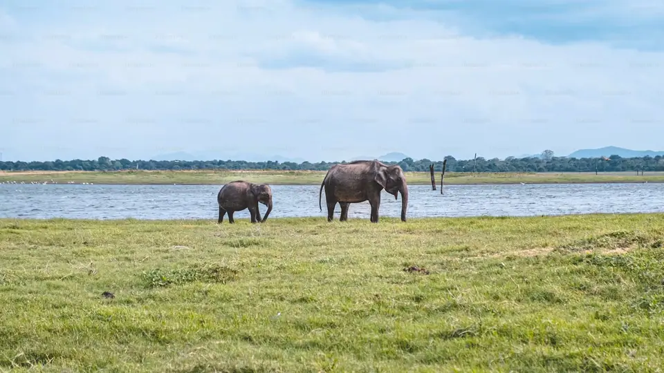 Elephants on the open plains, Sri Lanka