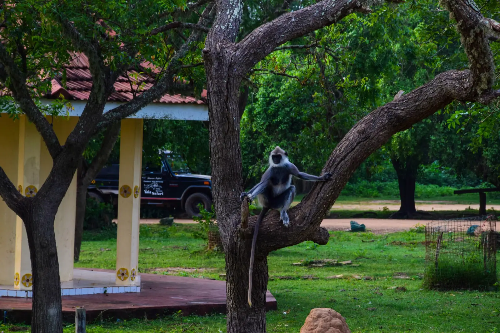 Wildlife & Nature Safari in Sri Lanka