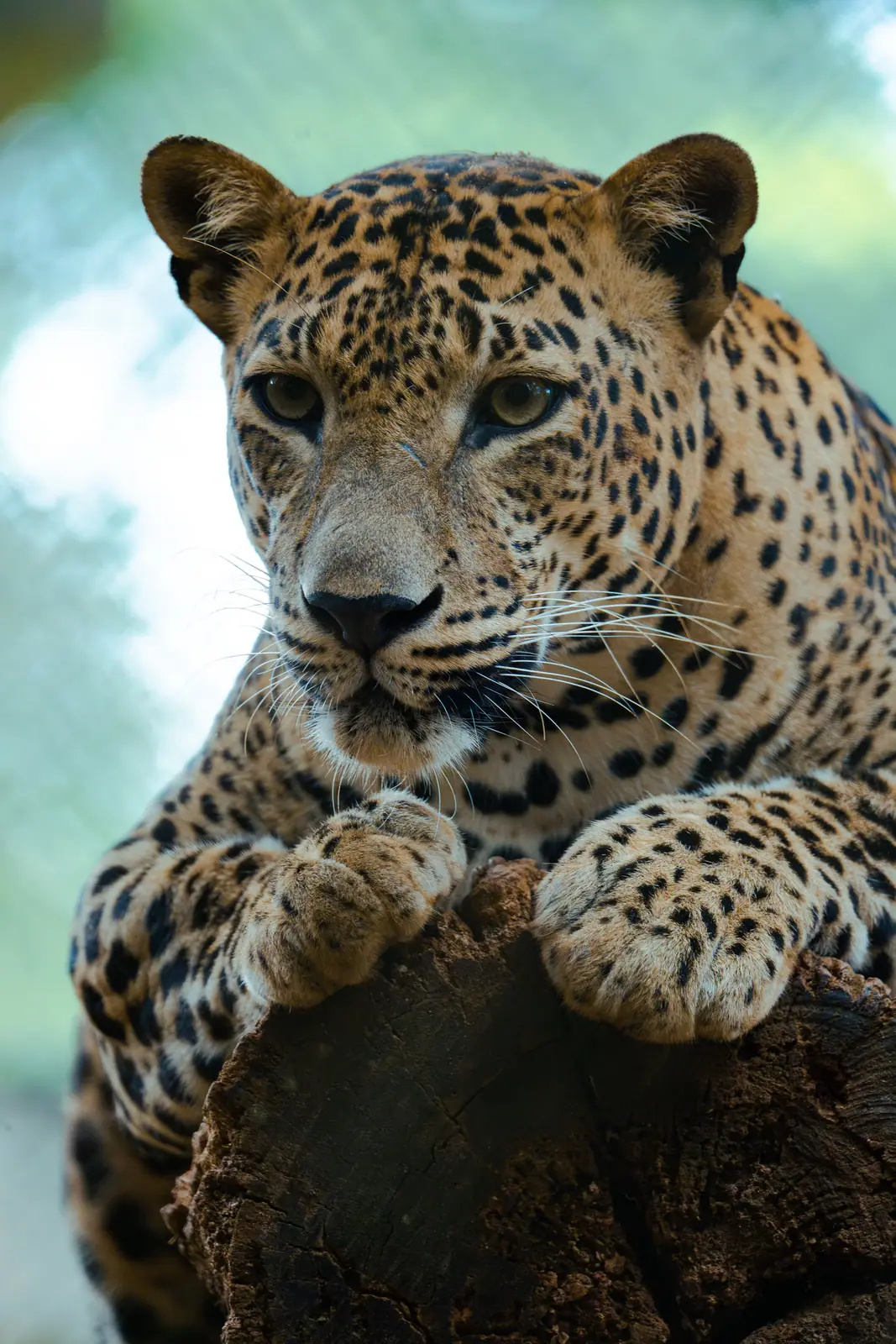 Yala Leopard Safari in Sri Lanka