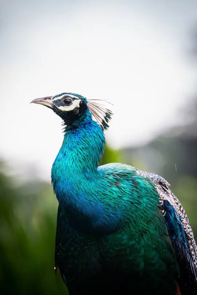 Yala Wildlife & South Coast tour in Sri Lanka