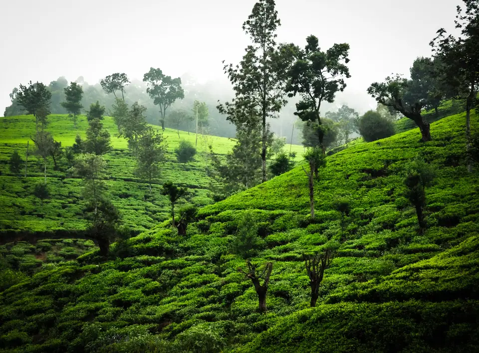 Hill Country tours in Sri Lanka