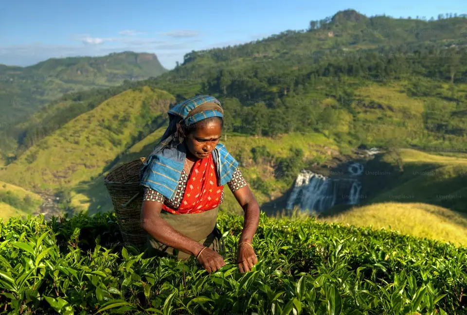 A tea picker in the hills, Sri Lanka