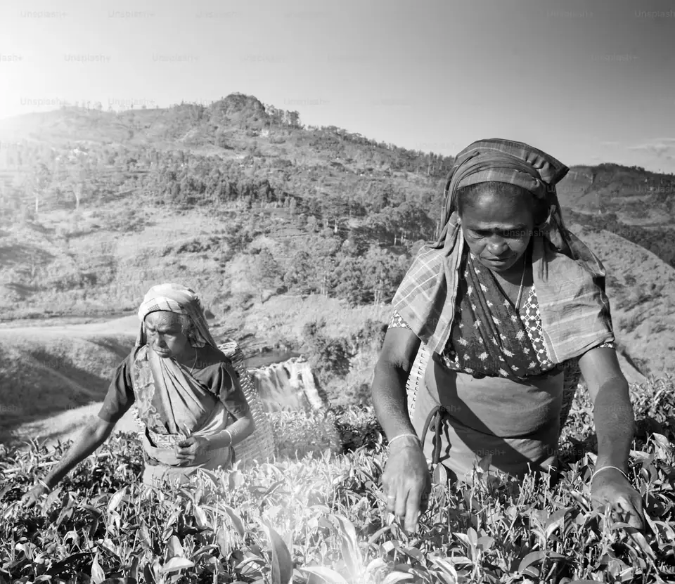 Tea pluckers at work, Sri Lanka