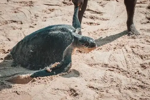 Kosgoda, Sri Lanka